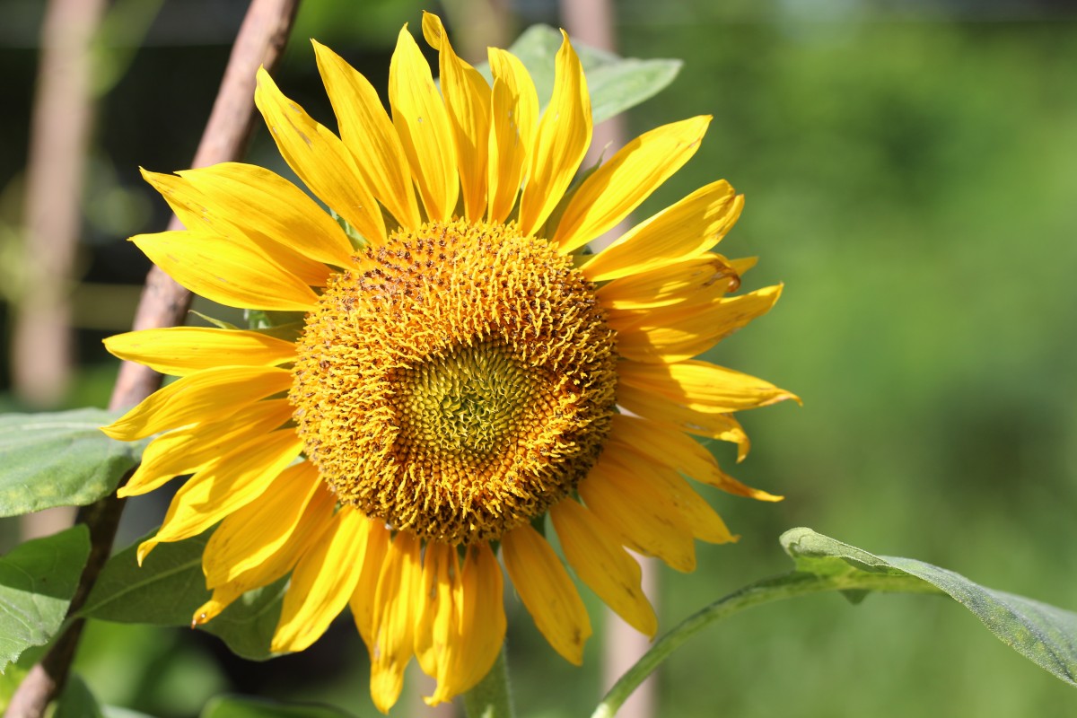 Asteraceae